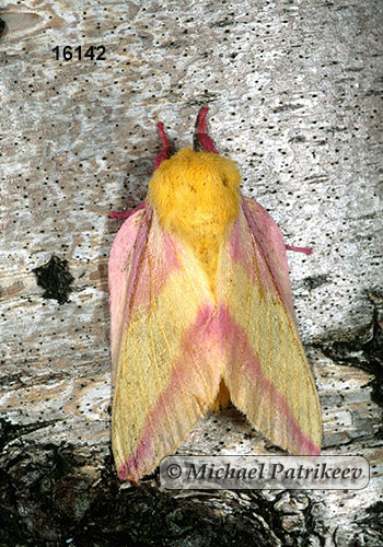 Dryocampa rubicunda